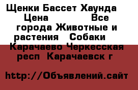 Щенки Бассет Хаунда  › Цена ­ 25 000 - Все города Животные и растения » Собаки   . Карачаево-Черкесская респ.,Карачаевск г.